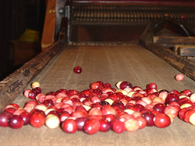 Cranberry Sorter