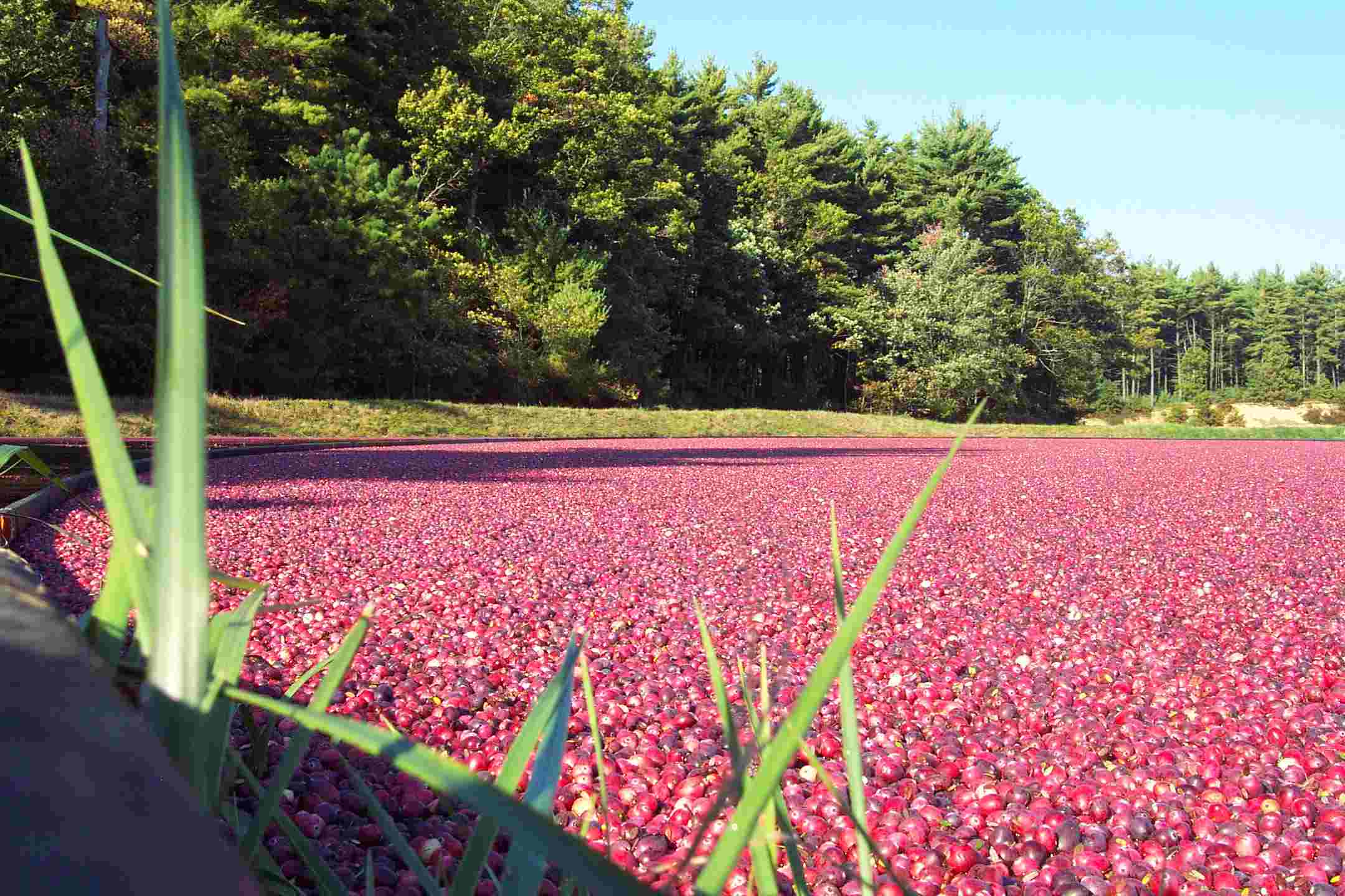 Cranberries